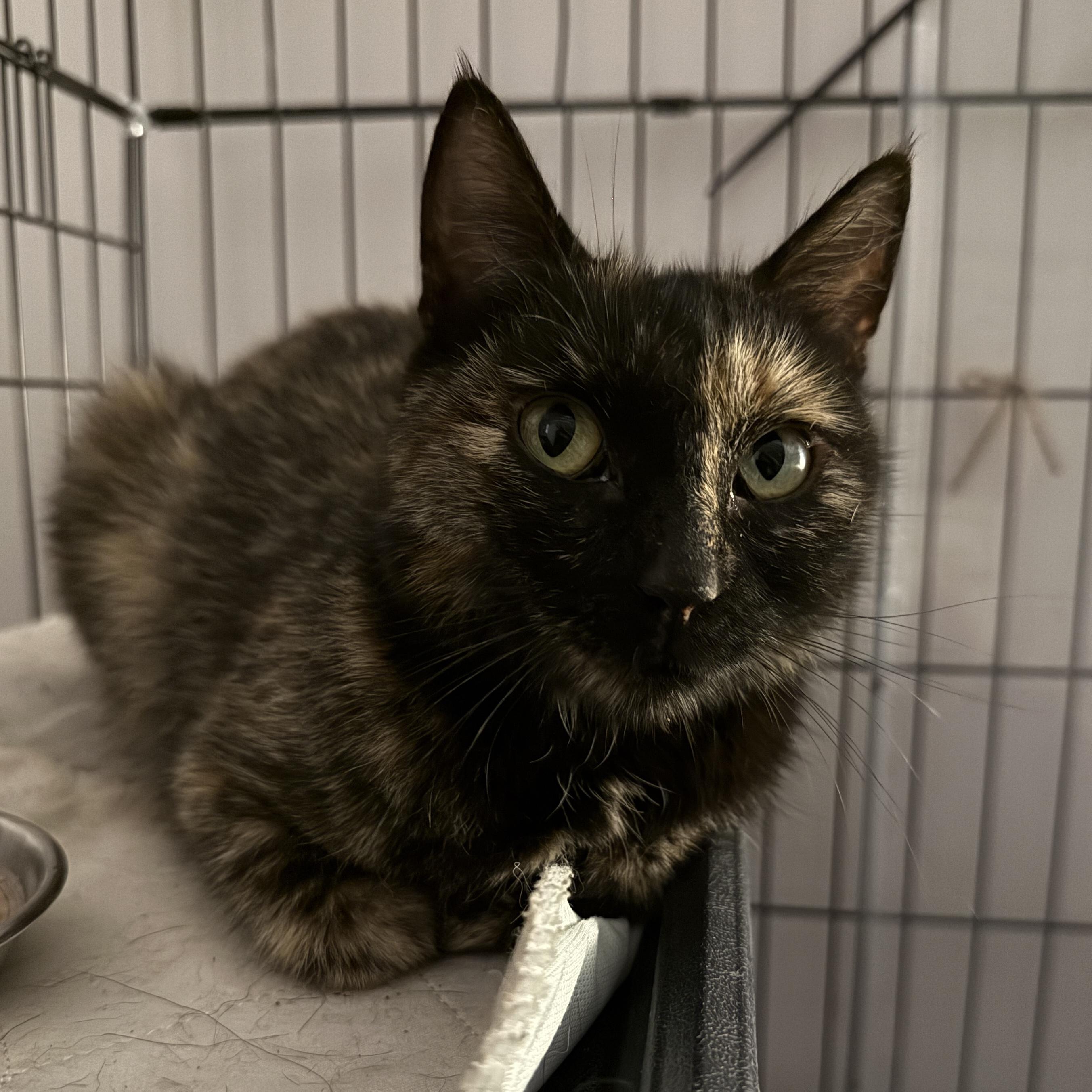 Cher, a ADOPTABLE Domestic Short Hair in Clyde, NC image 4/5