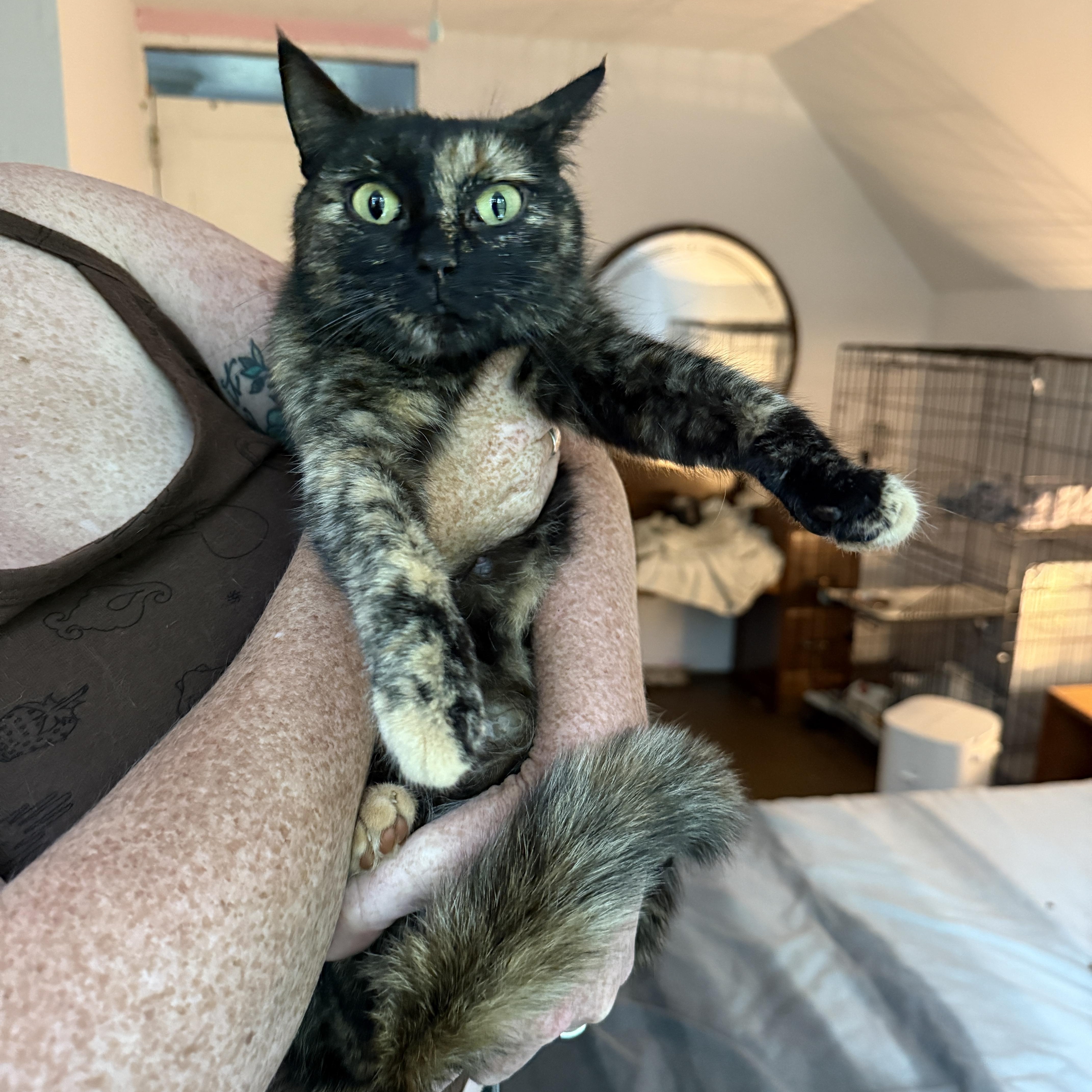 Cher, a ADOPTABLE Domestic Short Hair in Clyde, NC image 5/5