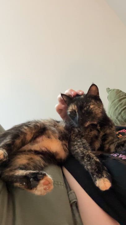 Enlarge Cher, a ADOPTABLE Domestic Short Hair in Clyde, NC video 2/5