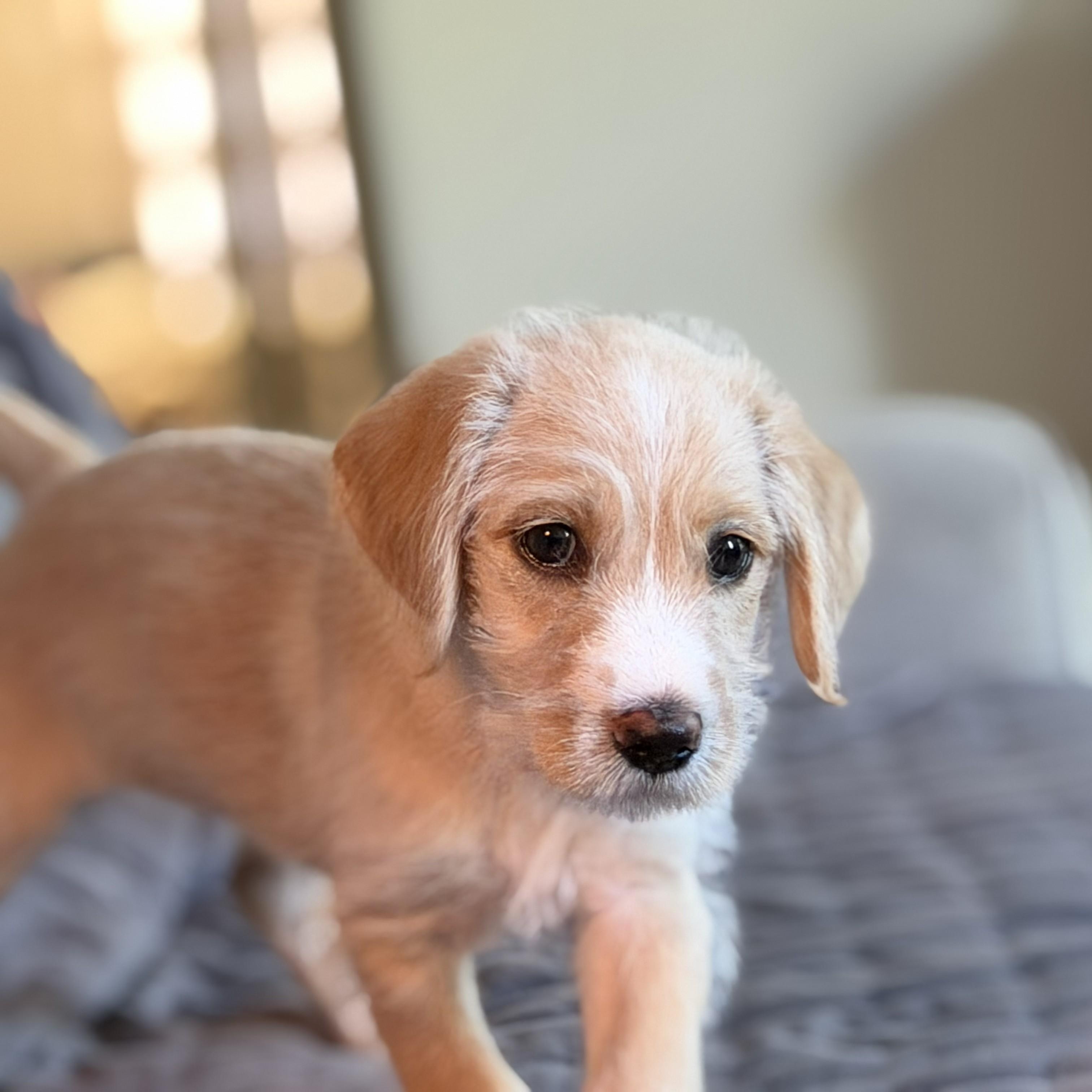 ROSIE-ARKANSAS, a Adoptable mixed breed in Magnolia, AR image 3/6