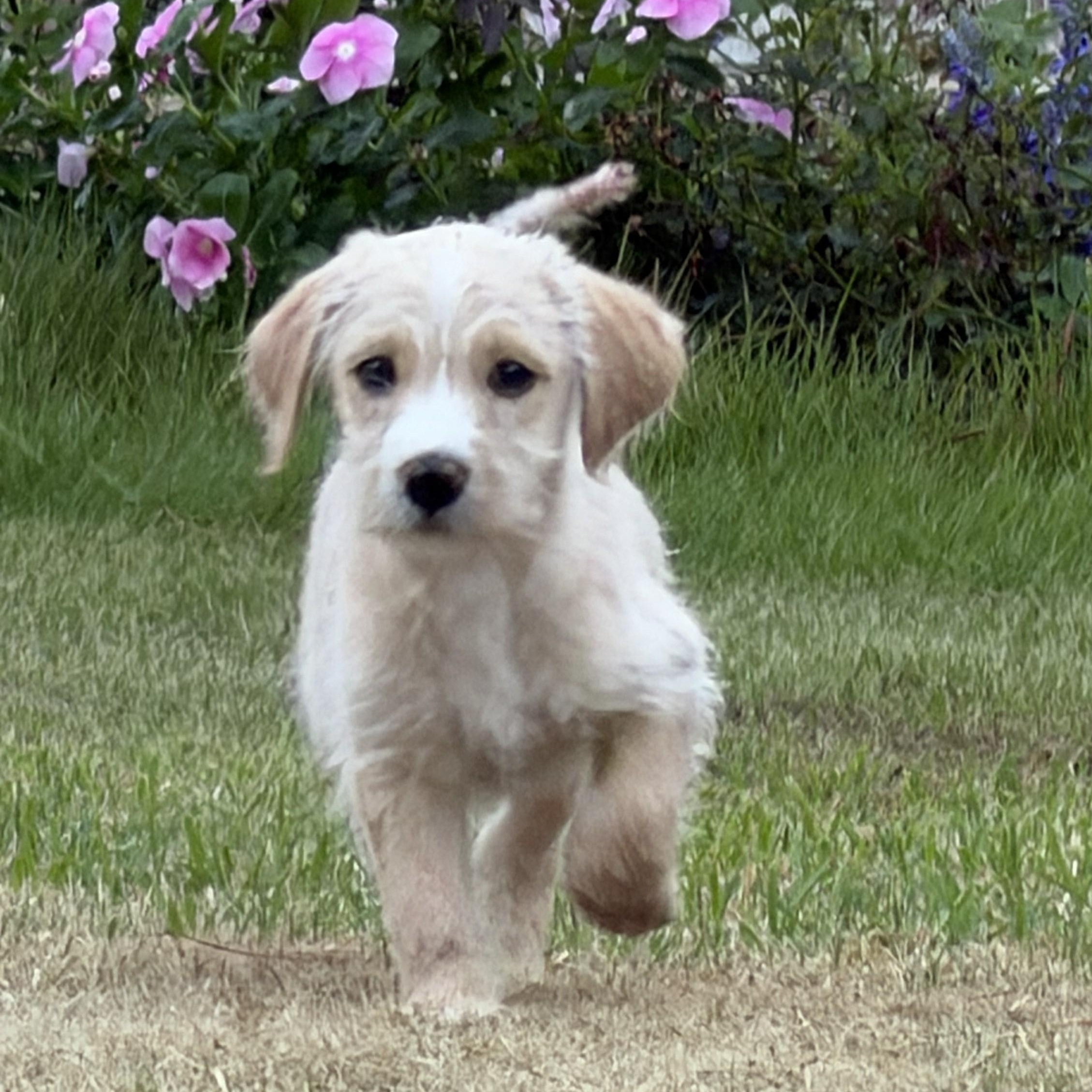 ROSIE-ARKANSAS, a Adoptable mixed breed in Magnolia, AR image 4/6