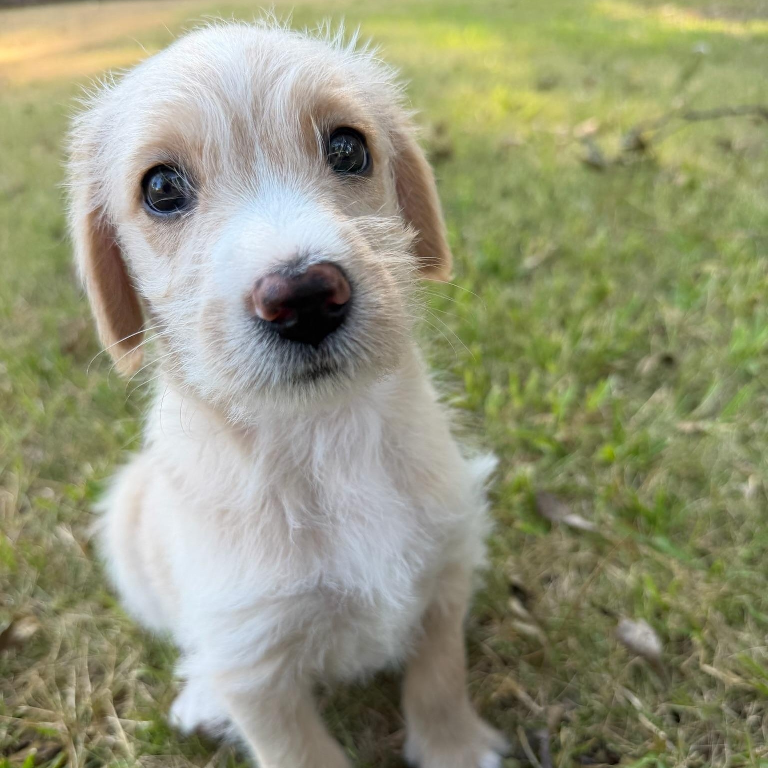 ROSIE-ARKANSAS, a Adoptable mixed breed in Magnolia, AR image 5/6
