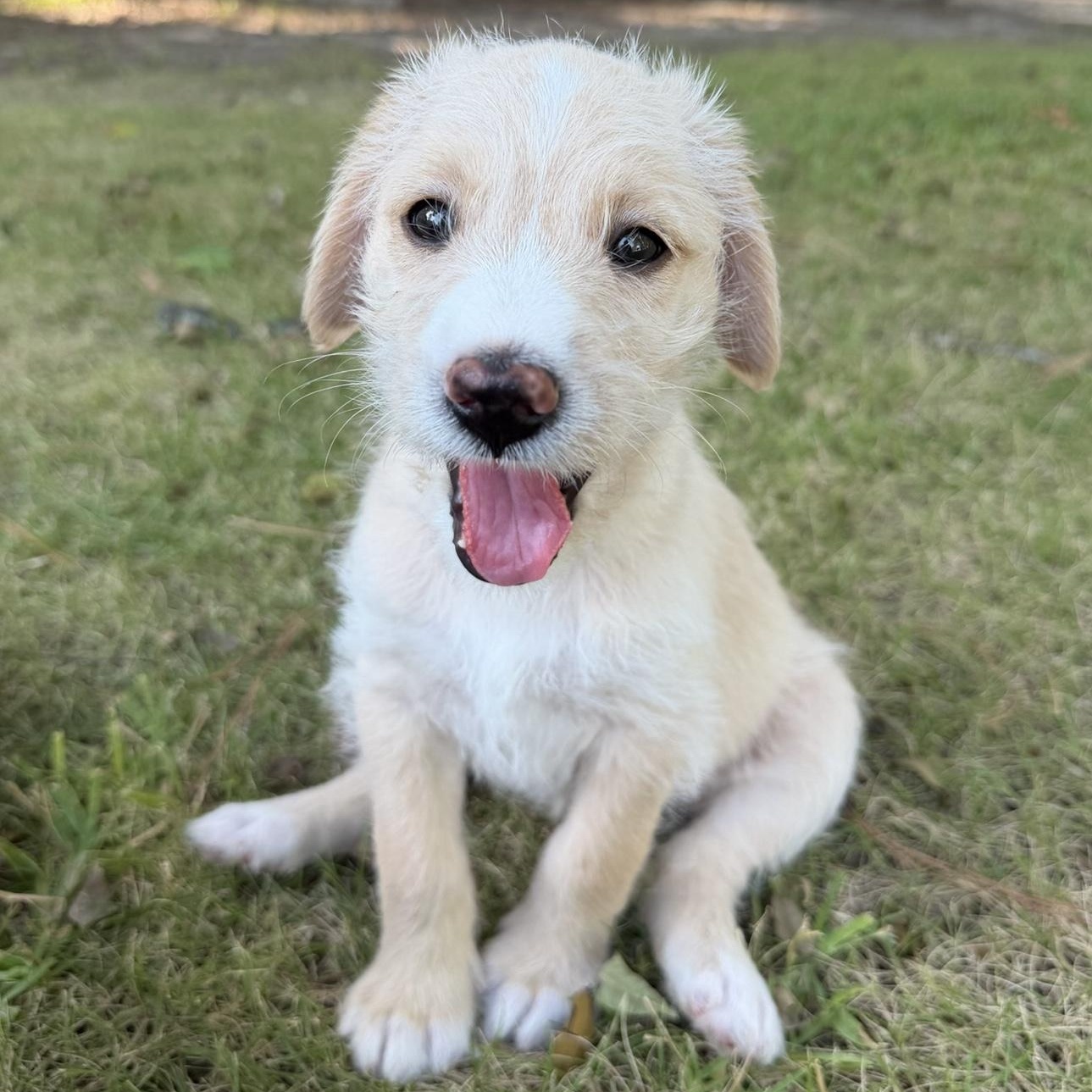 ROSIE-ARKANSAS, a Adoptable mixed breed in Magnolia, AR image 2/6