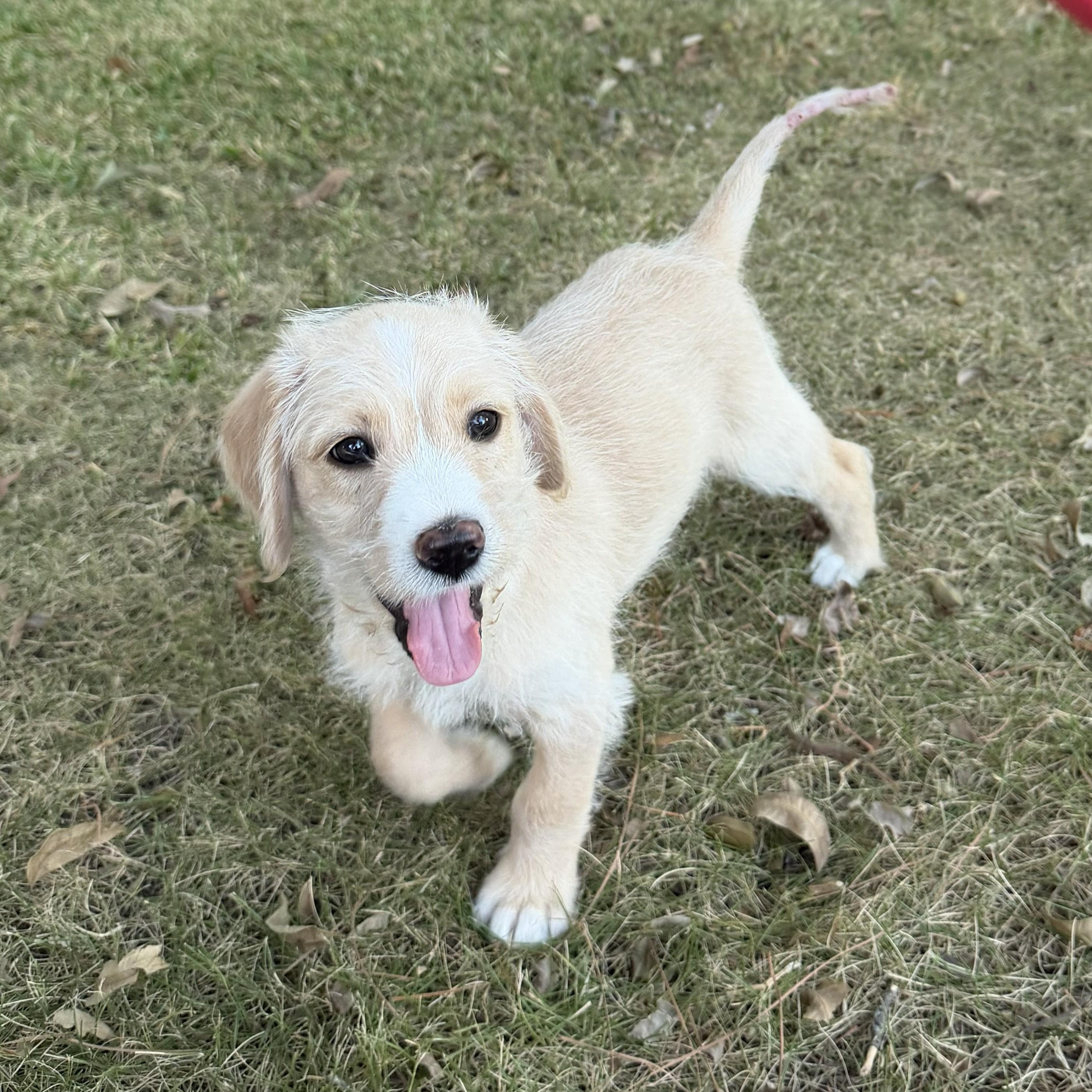 ROSIE-ARKANSAS, a Adoptable mixed breed in Magnolia, AR image 1/6