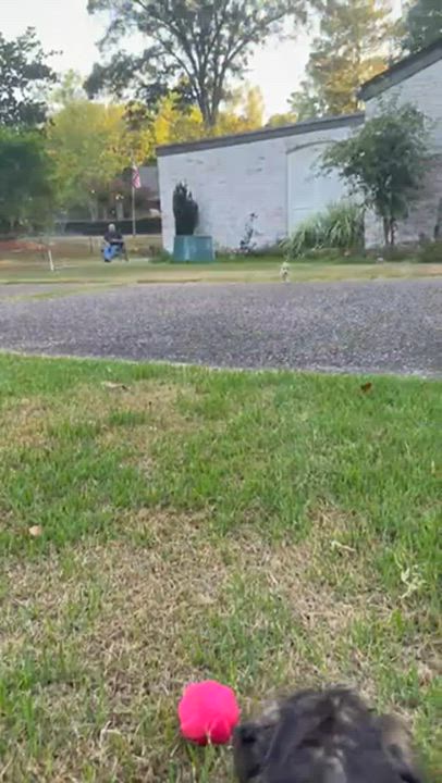Enlarge ROSIE-ARKANSAS, a Adoptable mixed breed in Magnolia, AR video 6/6
