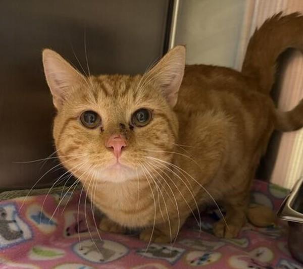 Enlarge Thaddeus, a Adoptable mixed breed in Great Falls, MT image 1/1