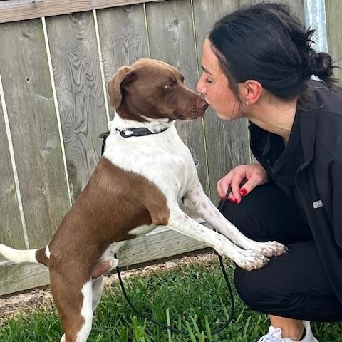 Clancy is a loving friendly and quiet dog who is great with kids cats and dogs Hes an affectio