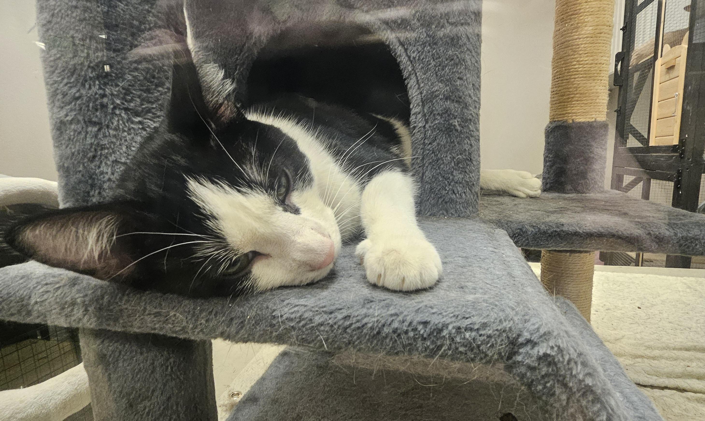 Enlarge Mabel, a ADOPTABLE American Shorthair in South Elgin, IL image 1/4