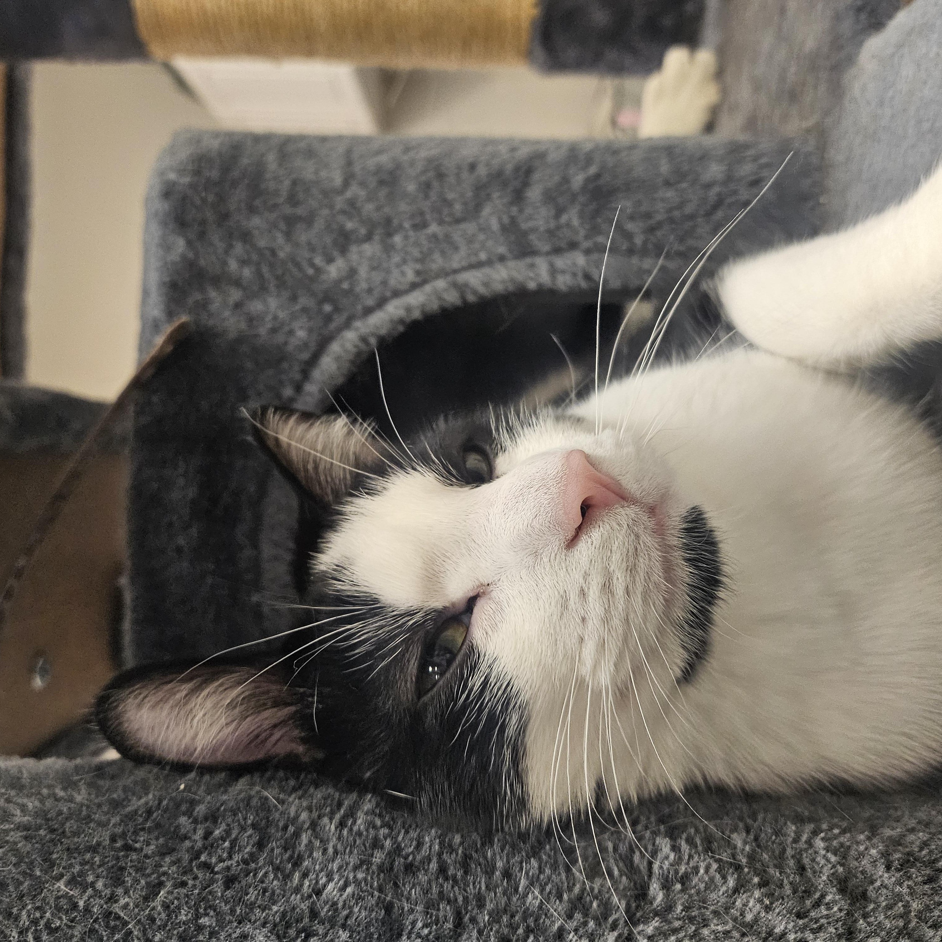 Enlarge Mabel, a ADOPTABLE American Shorthair in South Elgin, IL image 4/4