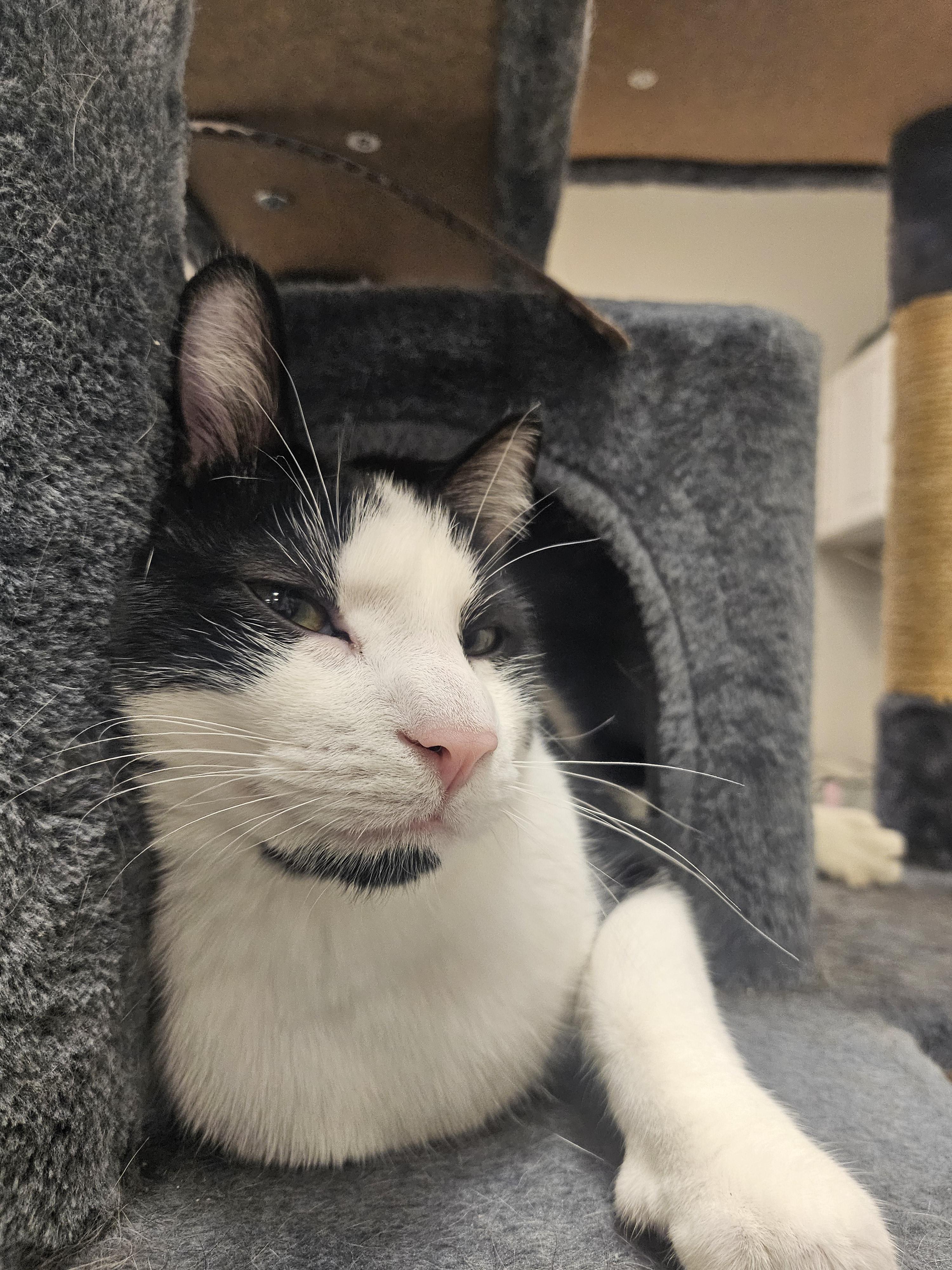 Enlarge Mabel, a ADOPTABLE American Shorthair in South Elgin, IL image 4/4