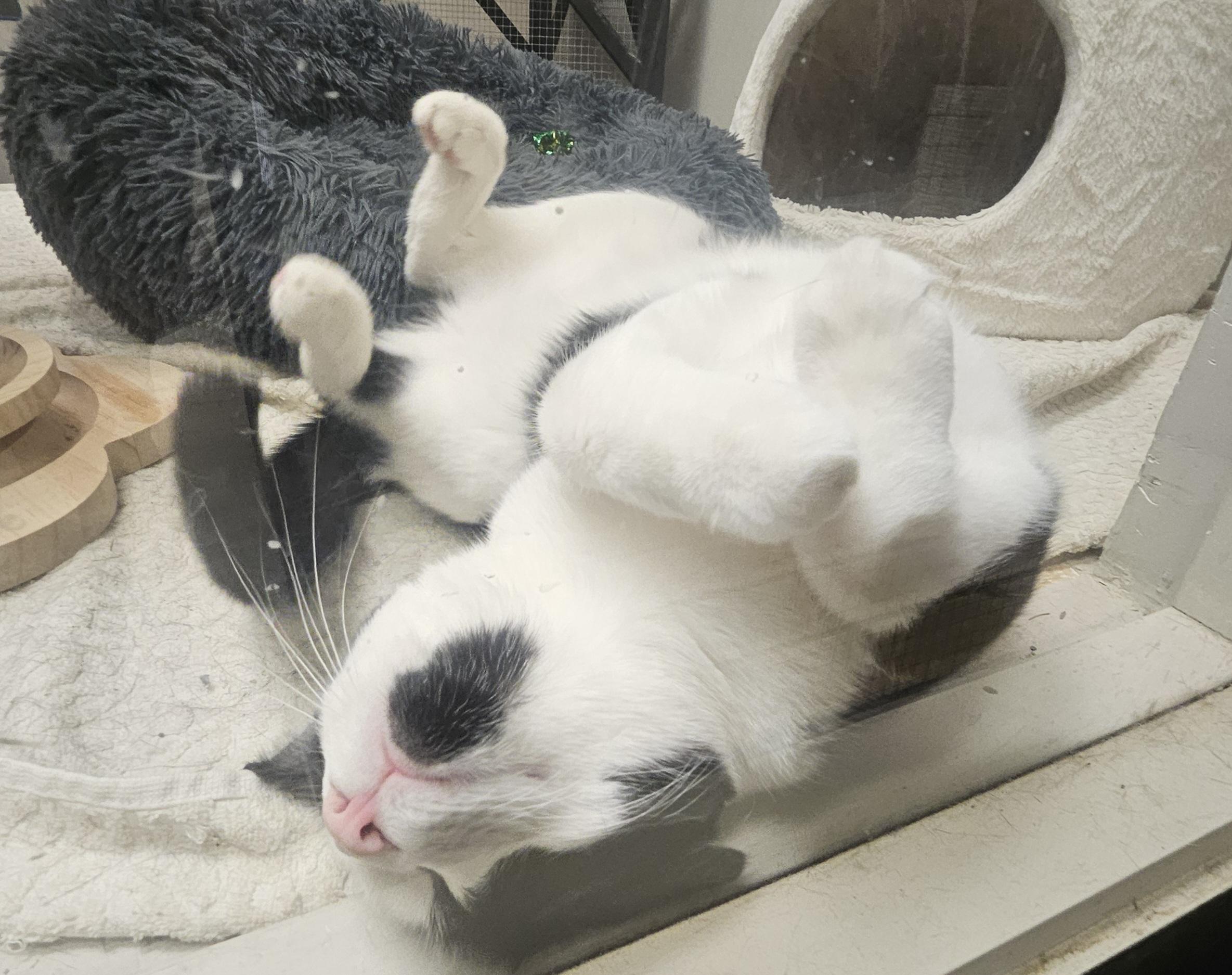 Enlarge Mabel, a ADOPTABLE American Shorthair in South Elgin, IL image 3/4