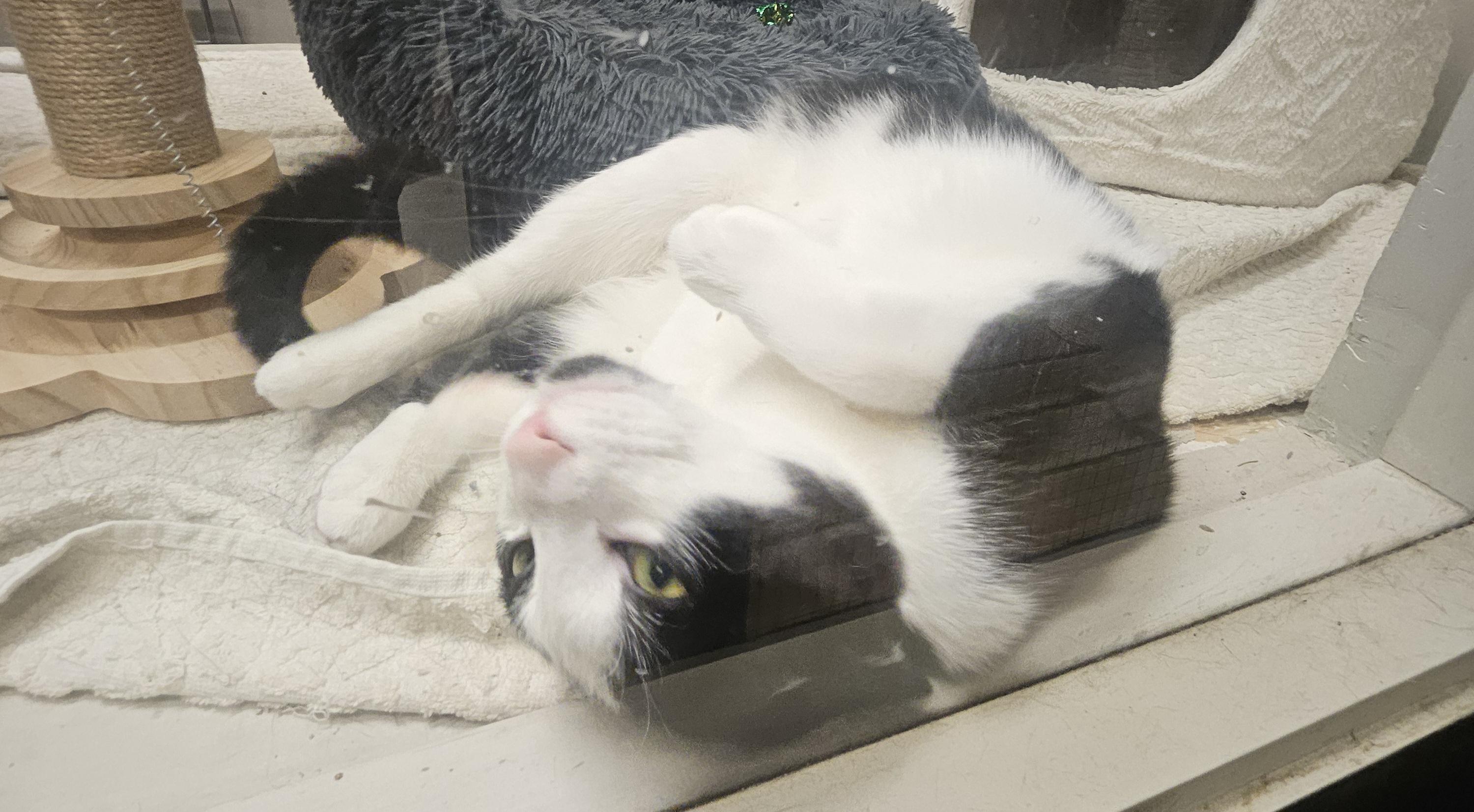 Enlarge Mabel, a ADOPTABLE American Shorthair in South Elgin, IL image 2/4