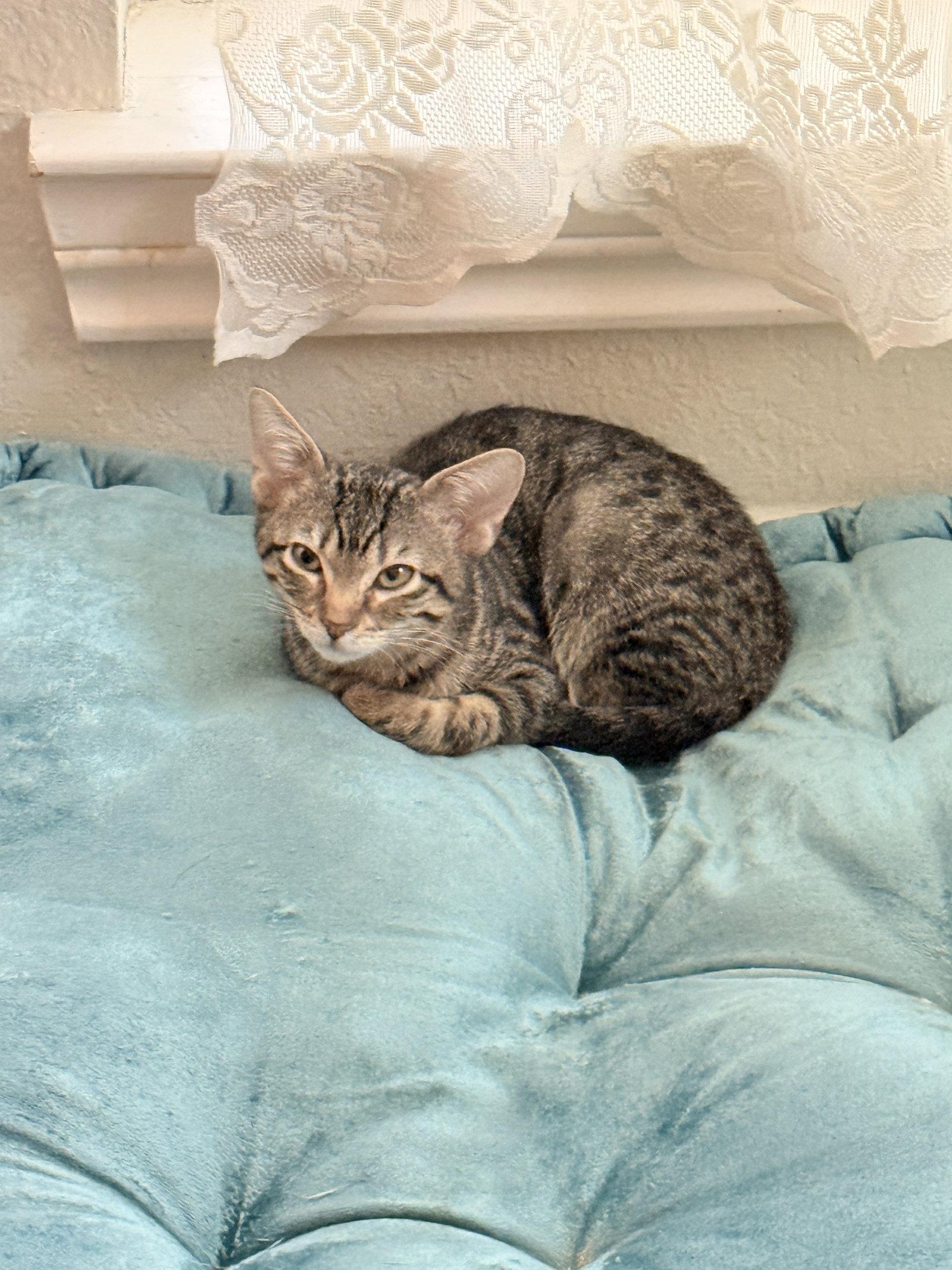 Enlarge Snap, a Adoptable Domestic Short Hair in McKinney, TX image 2/3