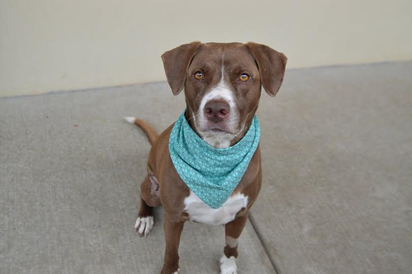 Wrangler, Adoptable, Adult Male Mixed Breed.