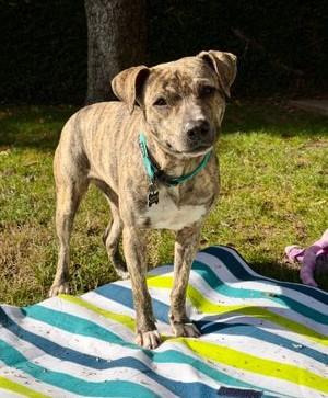 FLIRTINI, Adoptable, Young Female Pit Bull Terrier.