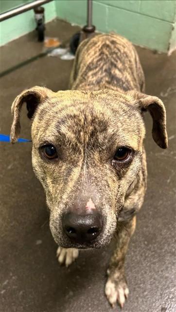 FLIRTINI, Adoptable, Young Female Pit Bull Terrier.