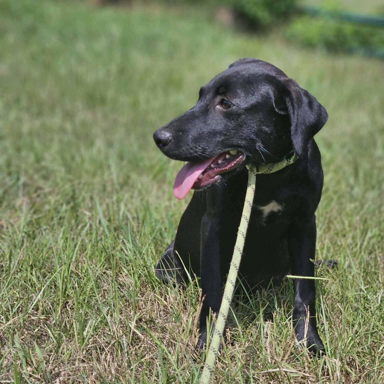 Blackberry, a ADOPTABLE mixed breed in Bethpage, NY image 3/6