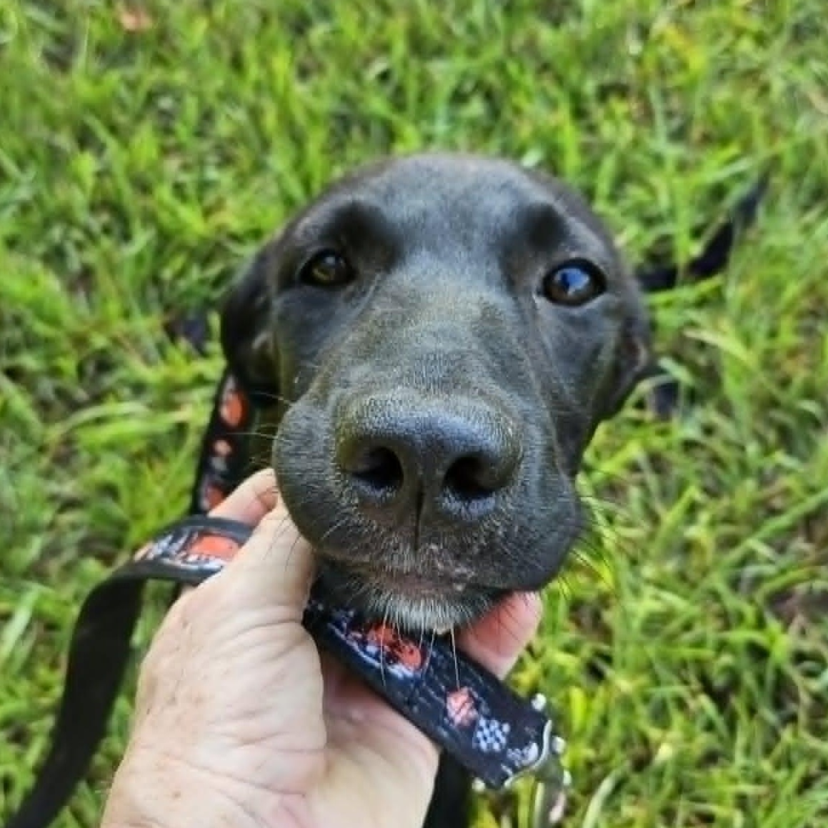 Blackberry, a ADOPTABLE mixed breed in Bethpage, NY image 5/6