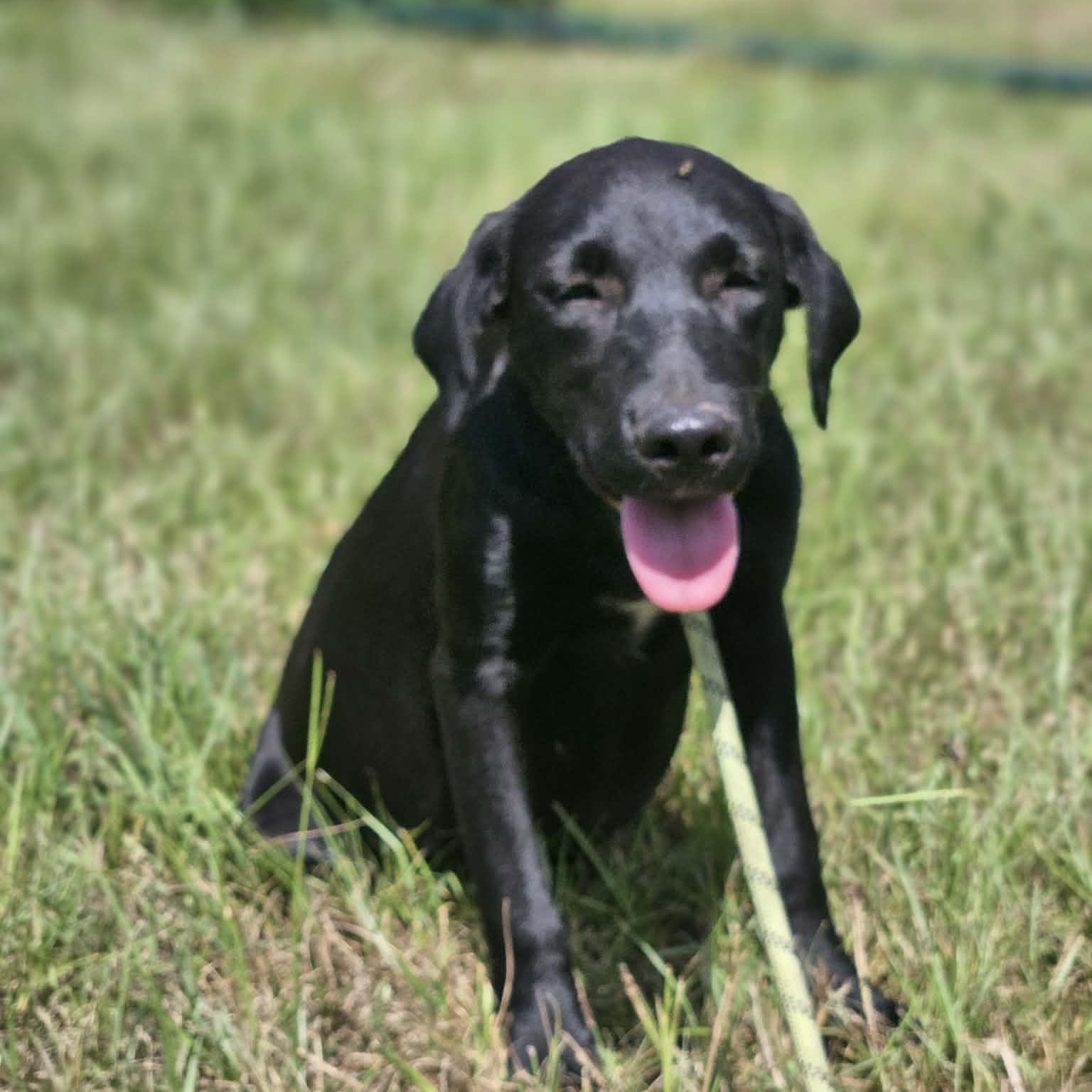 Blackberry, a ADOPTABLE mixed breed in Bethpage, NY image 4/6