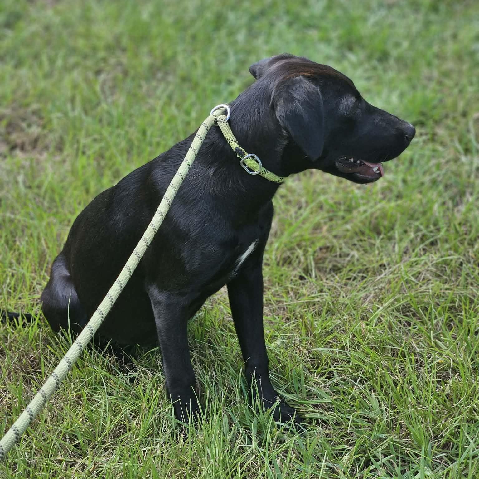 Blackberry, a ADOPTABLE mixed breed in Bethpage, NY image 2/6