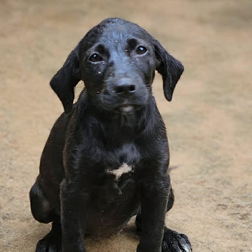Blackberry, a ADOPTABLE mixed breed in Bethpage, NY image 6/6
