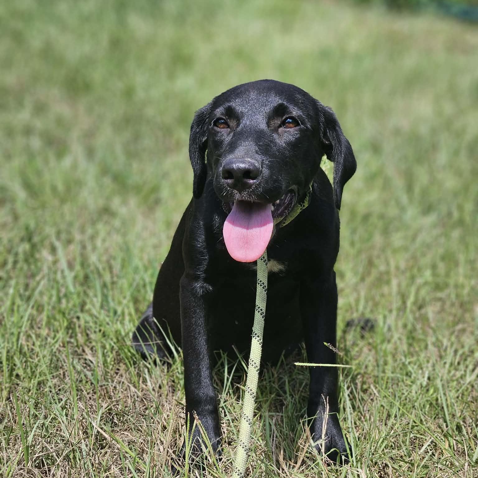 Blackberry, ADOPTABLE, Puppy Female Black Labrador Retriever.