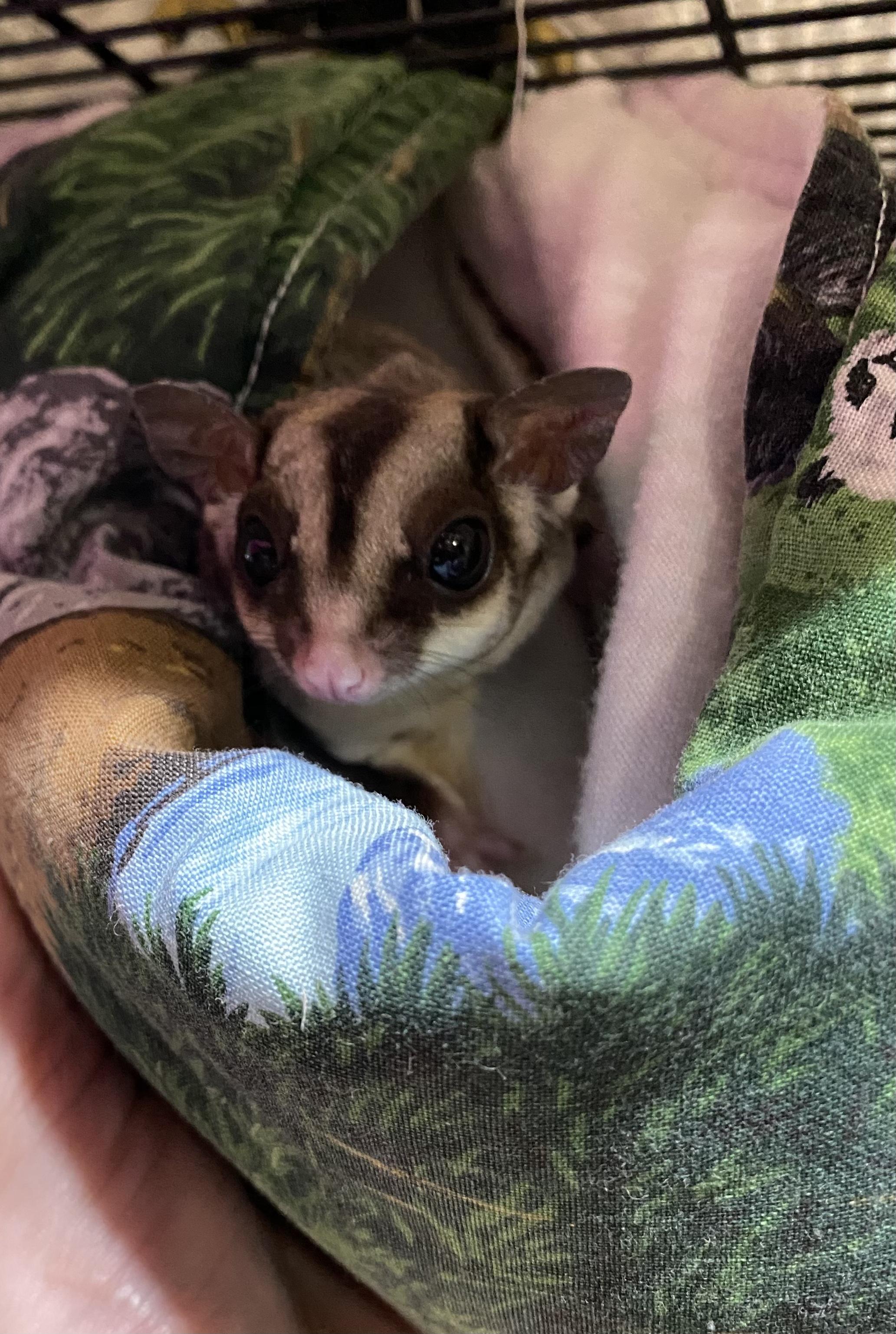 Goldie, Adoptable, Adult Female Sugar Glider.