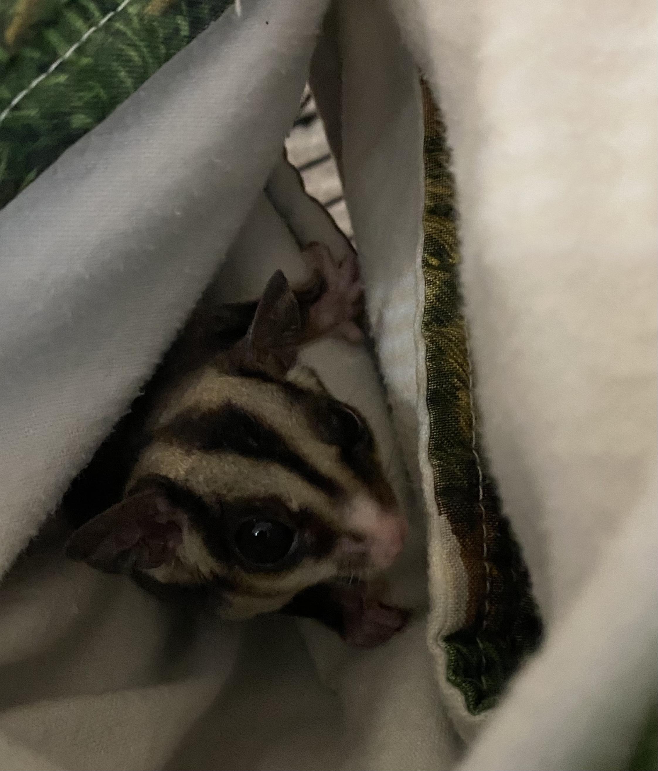 Enlarge Goldie, a Adoptable Sugar Glider in Middle Island, NY image 2/3