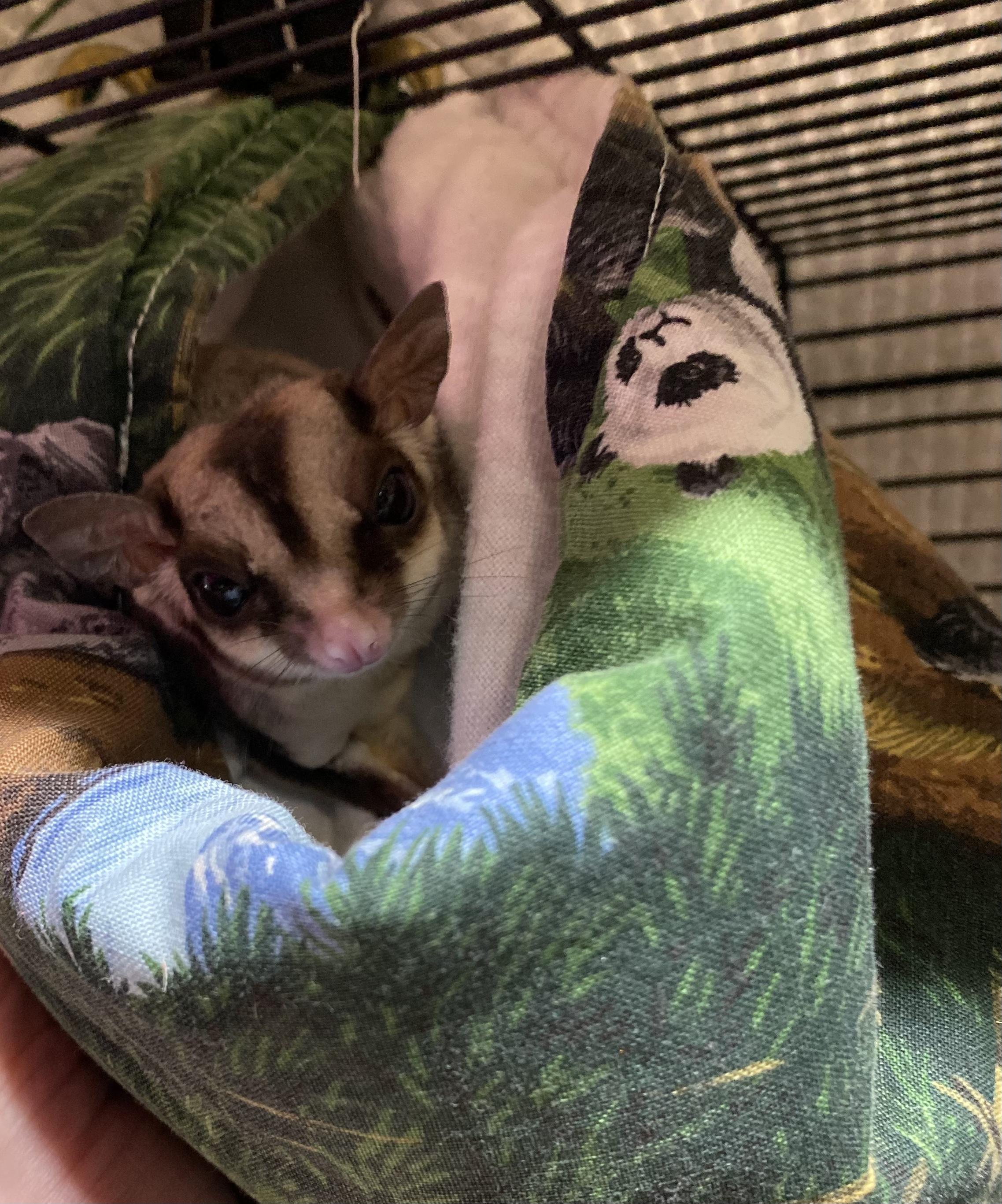Enlarge Goldie, a Adoptable Sugar Glider in Middle Island, NY image 3/3