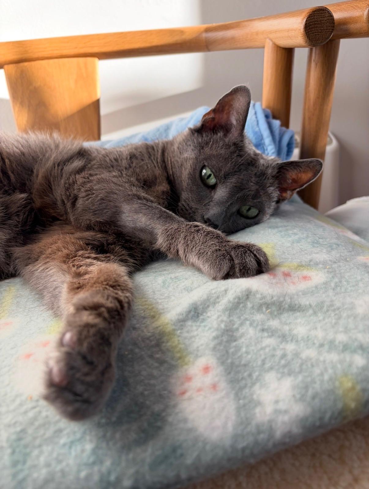 Nala, an adoptable American Shorthair in North Kingstown, RI image 1/6