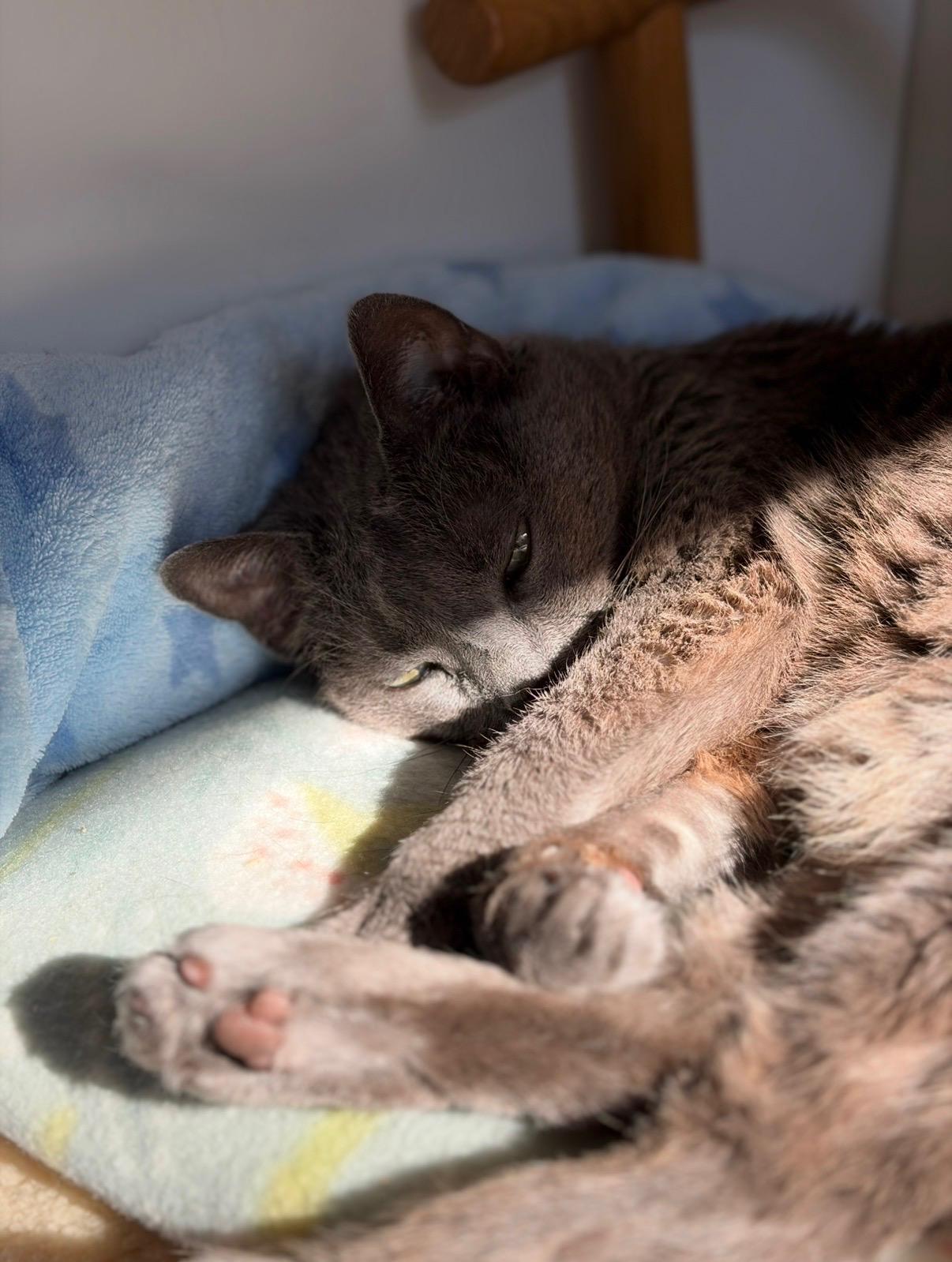 Nala, an adoptable American Shorthair in North Kingstown, RI image 5/6