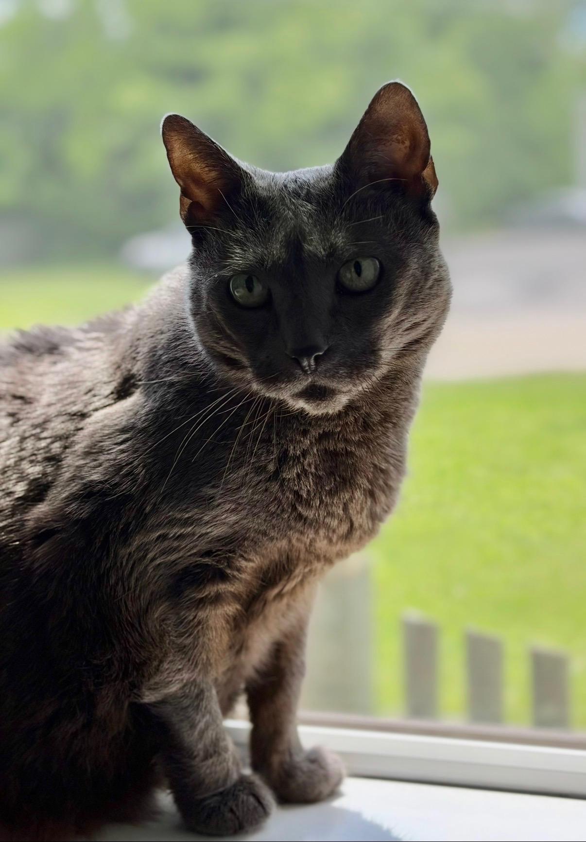 Nala, an adoptable American Shorthair in North Kingstown, RI image 6/6