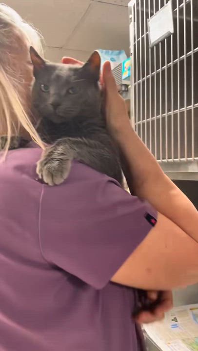 Enlarge Nala, an adoptable American Shorthair in North Kingstown, RI video 4/6