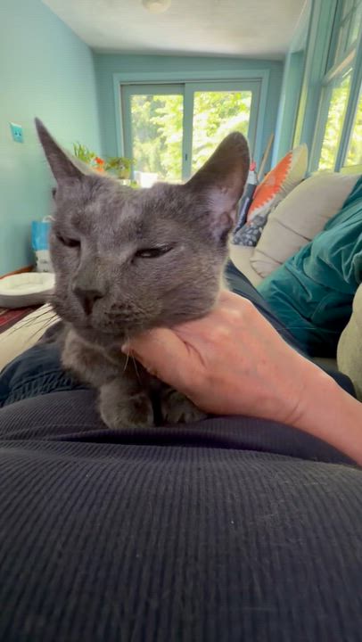 Enlarge Nala, an adoptable American Shorthair in North Kingstown, RI video 2/6