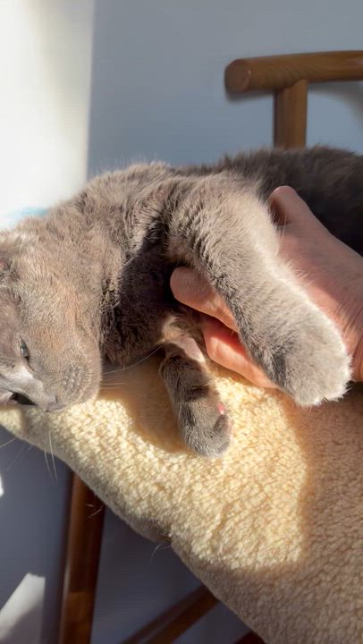 Enlarge Nala, an adoptable American Shorthair in North Kingstown, RI video 3/6