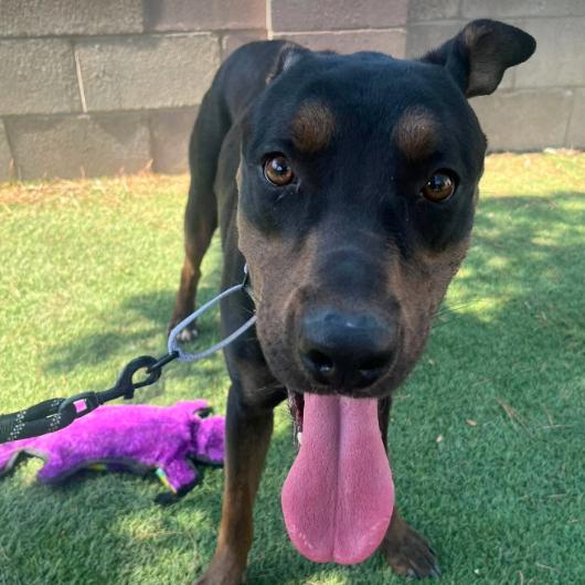 Enlarge Diesel, a Adoptable mixed breed in Fort Collins, CO image 2/6