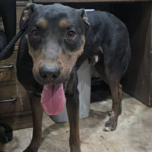 Enlarge Diesel, a Adoptable mixed breed in Fort Collins, CO image 5/6
