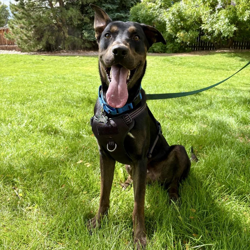 Enlarge Diesel, a Adoptable mixed breed in Fort Collins, CO image 6/6