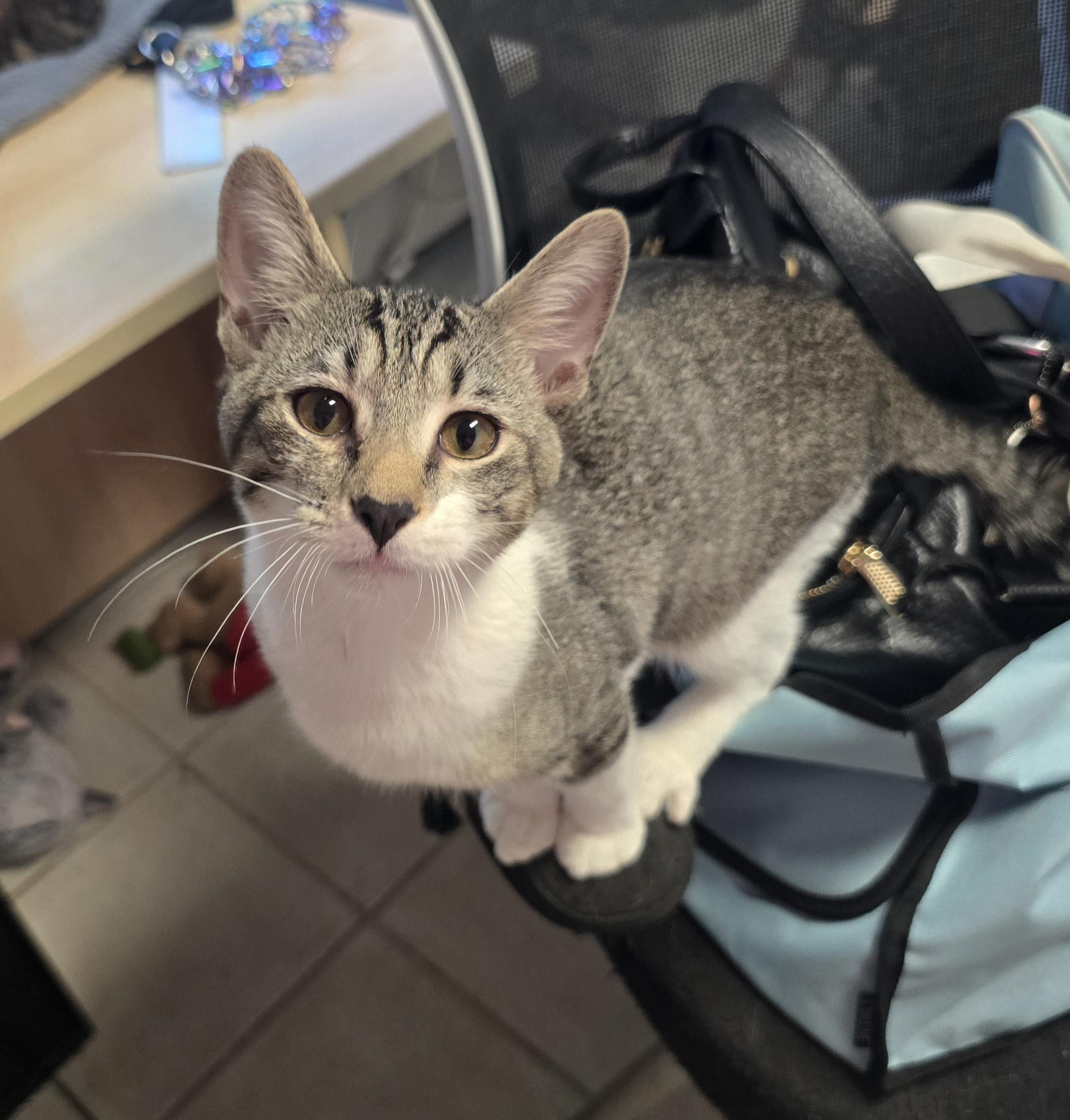 Enlarge Slick , a ADOPTABLE Domestic Short Hair in Margate, FL image 3/4