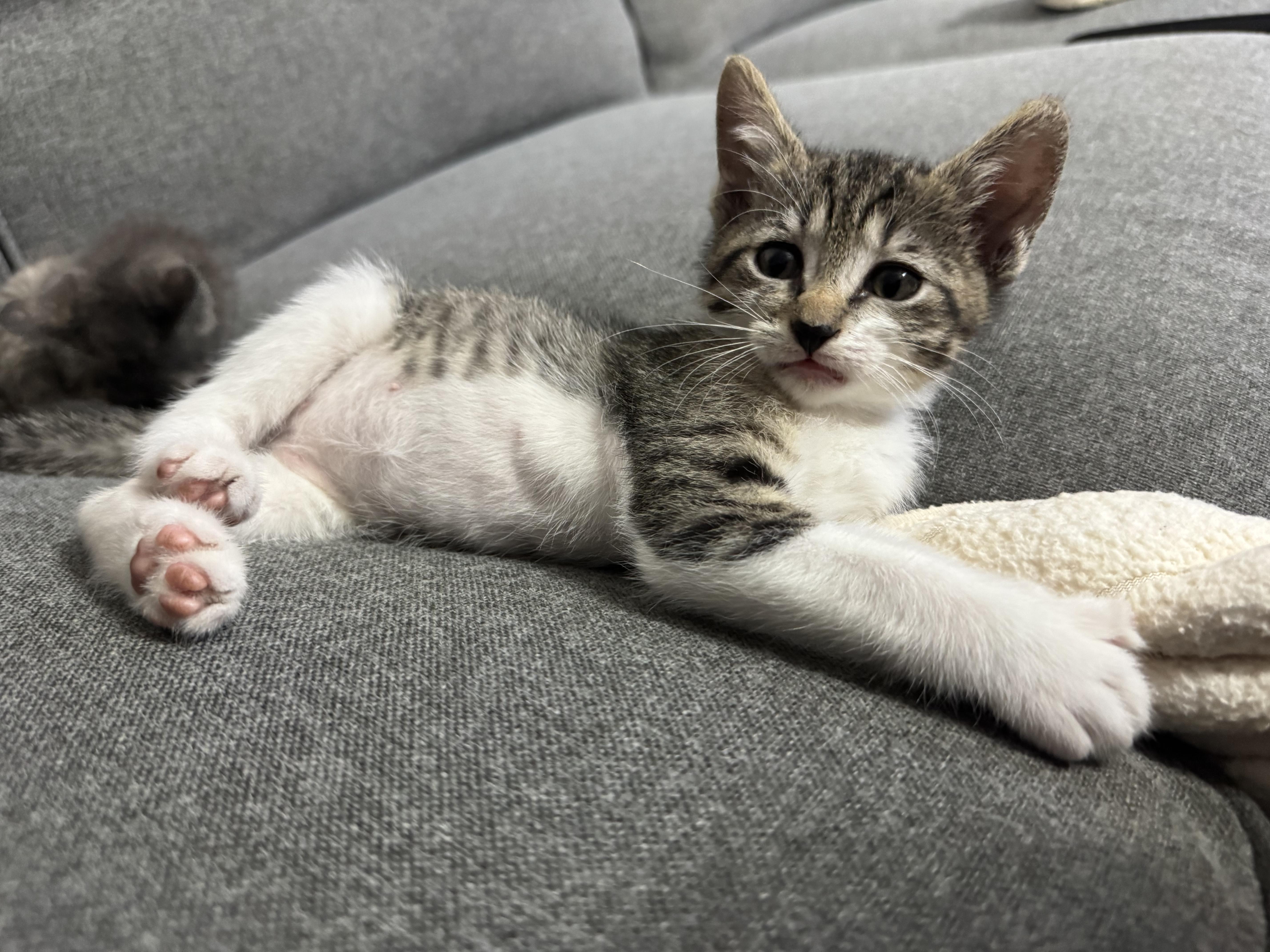 Enlarge Slick , a ADOPTABLE Domestic Short Hair in Margate, FL image 1/2