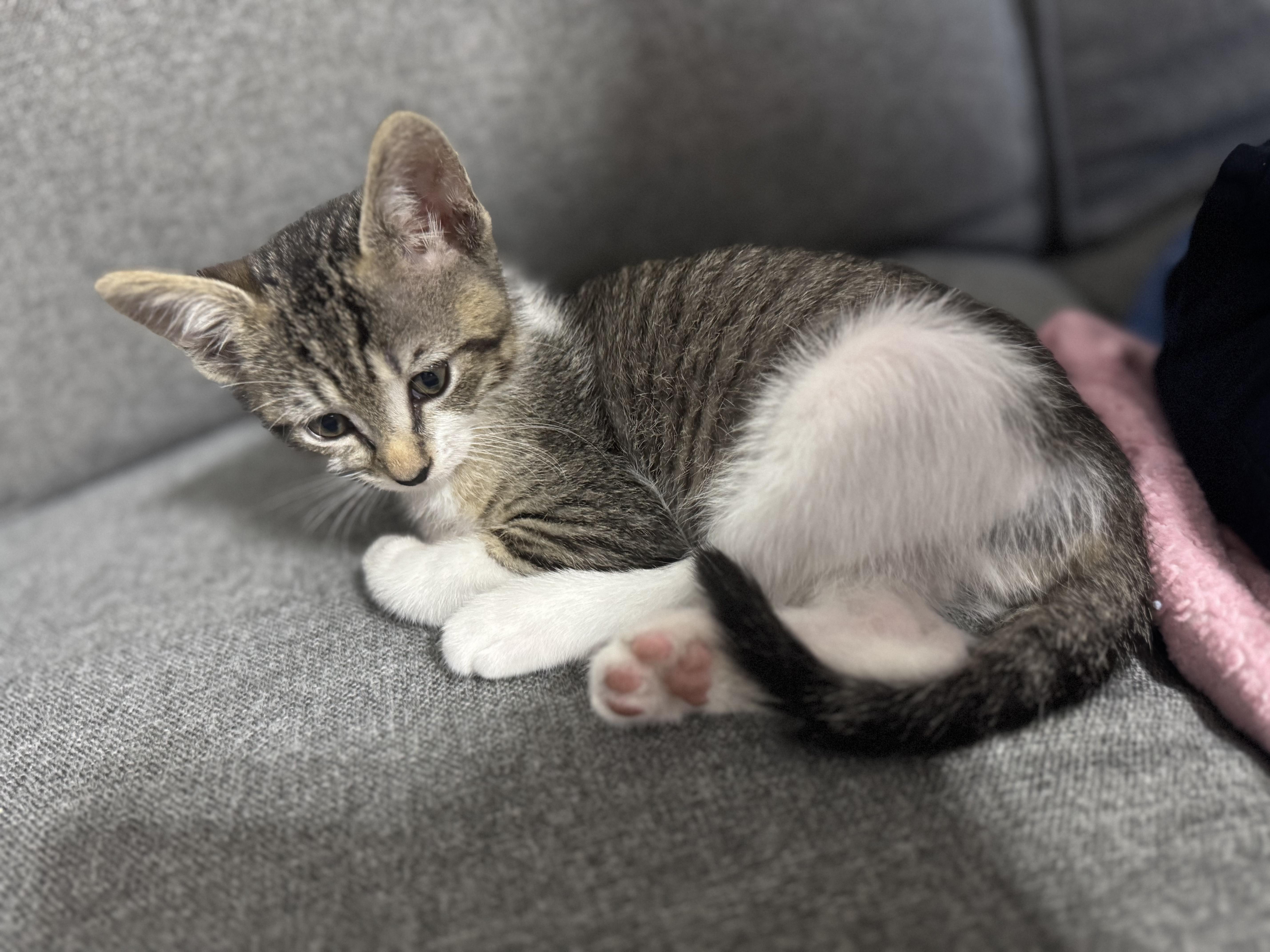 Enlarge Slick , a ADOPTABLE Domestic Short Hair in Margate, FL image 2/2