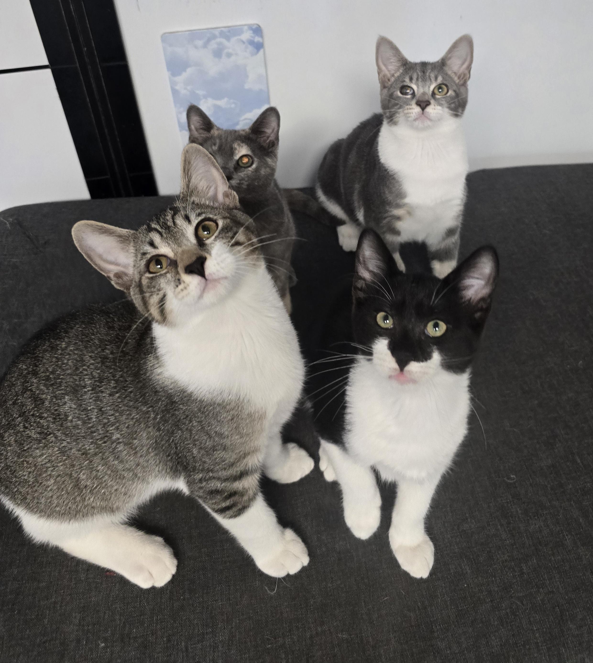 Enlarge Slick , a ADOPTABLE Domestic Short Hair in Margate, FL image 2/4