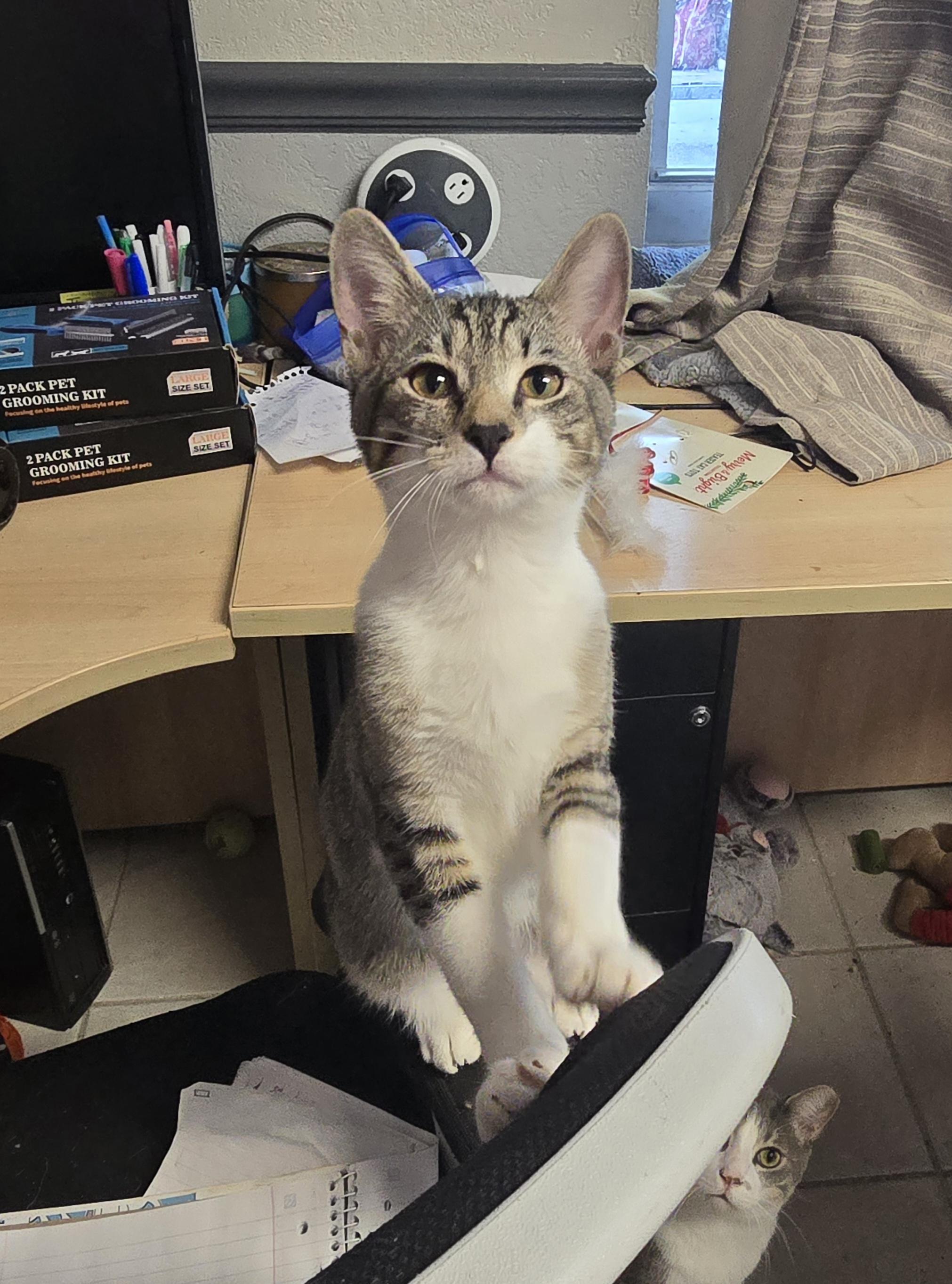 Enlarge Slick , a ADOPTABLE Domestic Short Hair in Margate, FL image 1/4