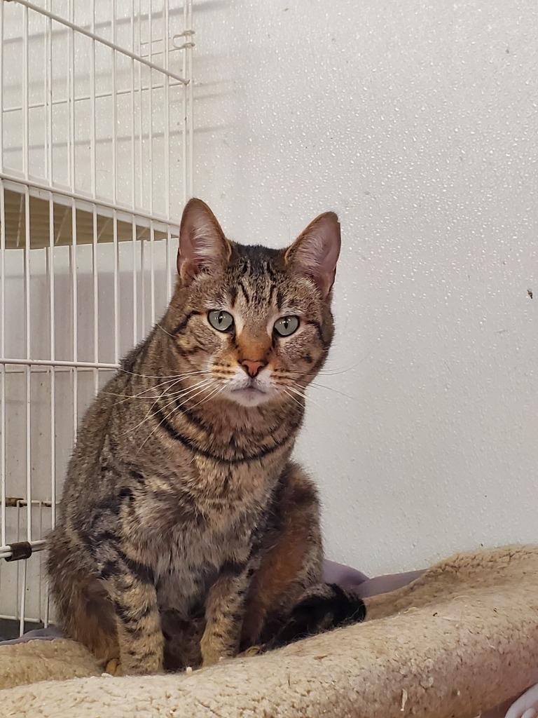Enlarge Arizona, a Adoptable Domestic Short Hair in Philippi, WV image 1/1