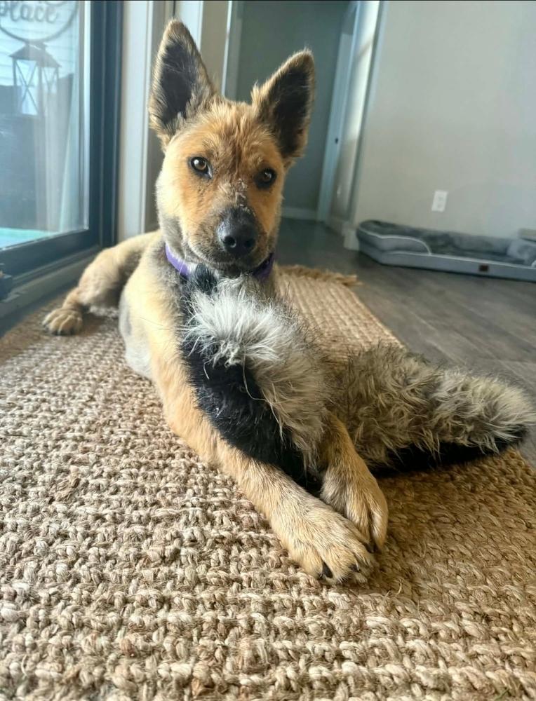 Indy II, a Adoptable mixed breed in Fredonia, WI image 1/6