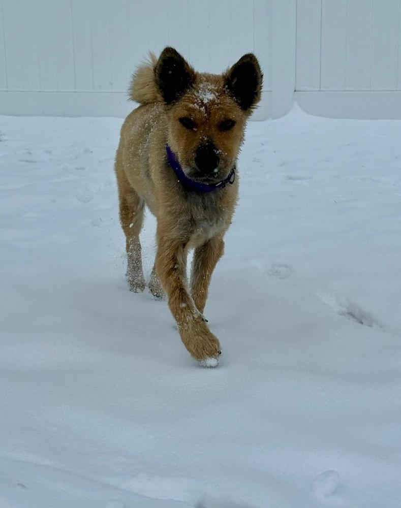 Indy II, a Adoptable mixed breed in Fredonia, WI image 2/6