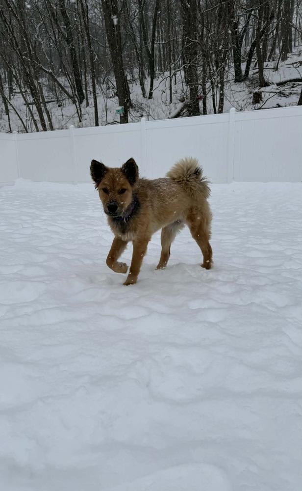 Indy II, Adoptable, Adult Female Chow Chow.