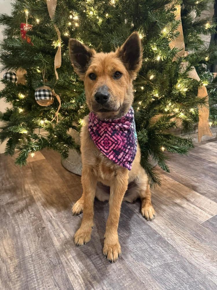 Indy II, a Adoptable mixed breed in Fredonia, WI image 3/6