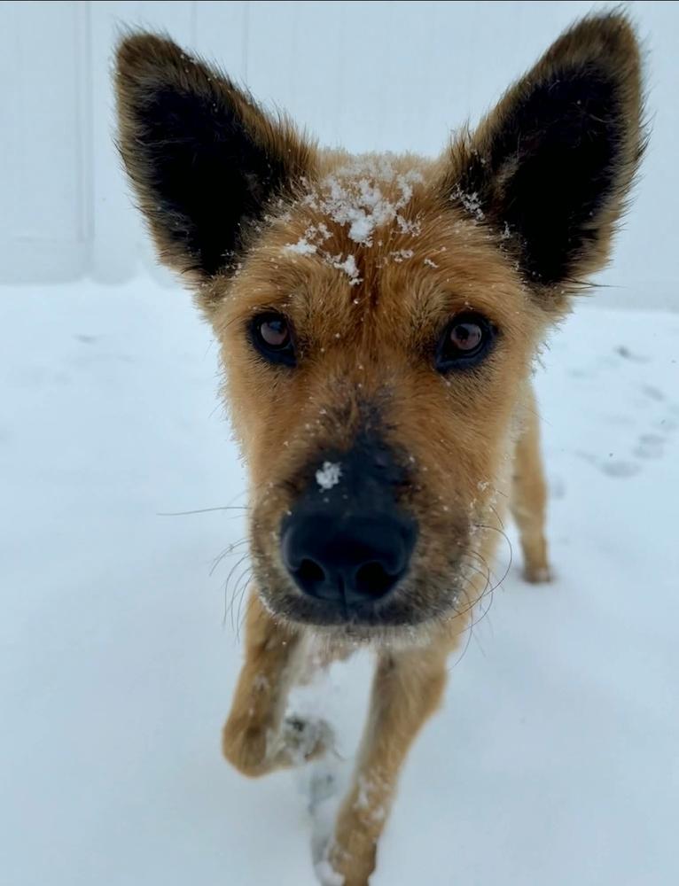 Indy II, a Adoptable mixed breed in Fredonia, WI image 4/6