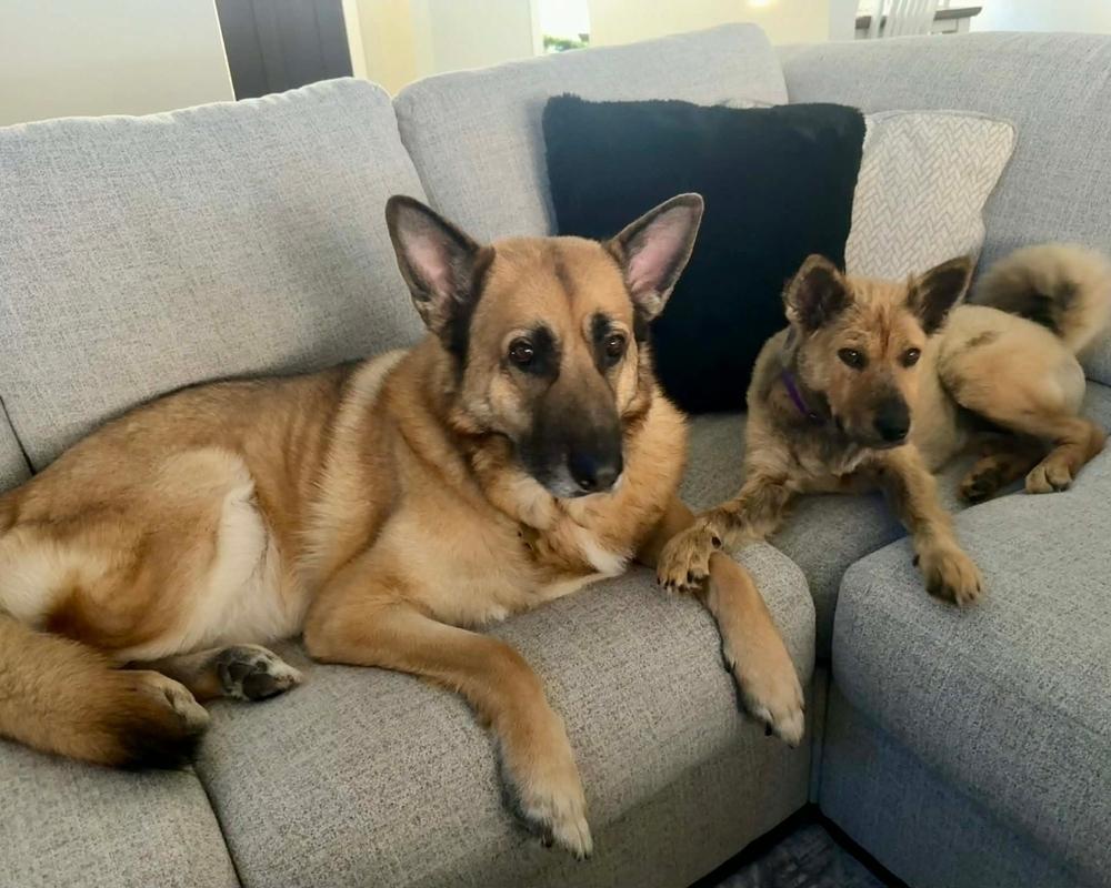 Indy II, a Adoptable mixed breed in Fredonia, WI image 5/6